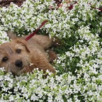 Flower-Child.jpg