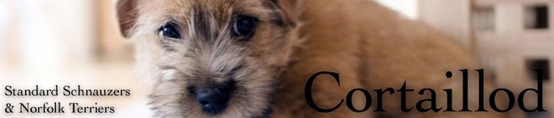 Site logo